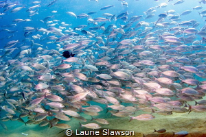 School of wavy-lined grunts at Cabo San Lucas, Mexico. by Laurie Slawson 